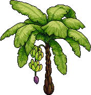 Banana Tree 1